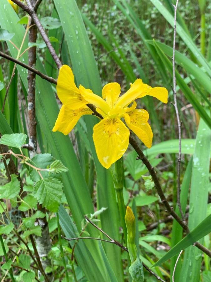Kabin In The Woods Llandybie Ngoại thất bức ảnh