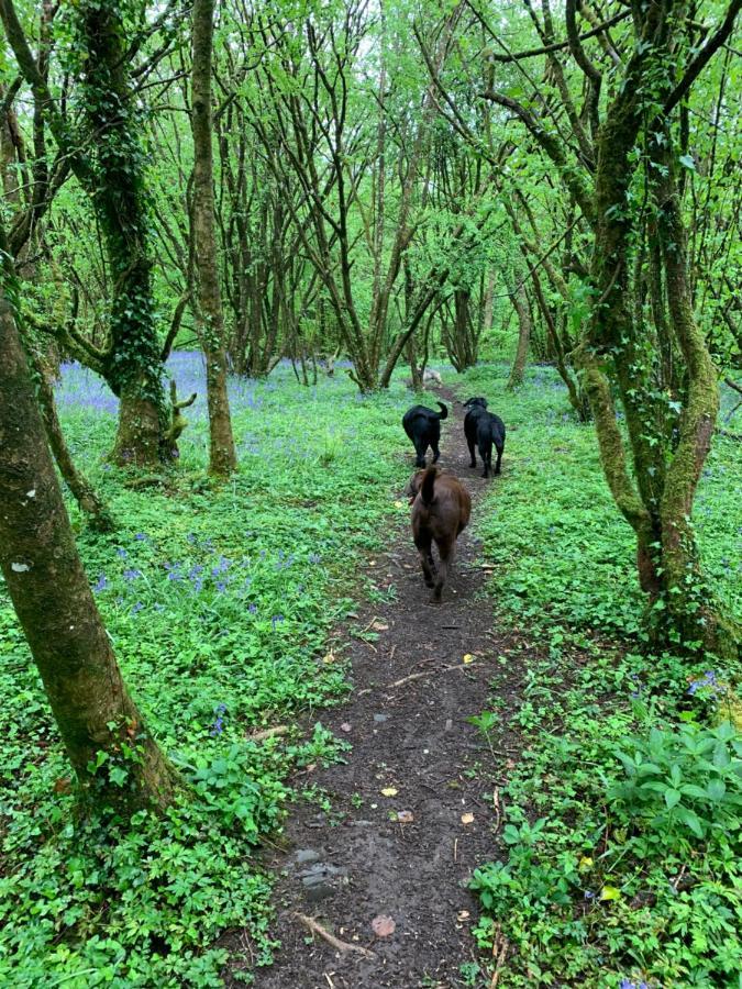 Kabin In The Woods Llandybie Ngoại thất bức ảnh