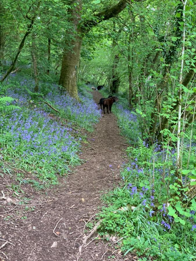 Kabin In The Woods Llandybie Ngoại thất bức ảnh