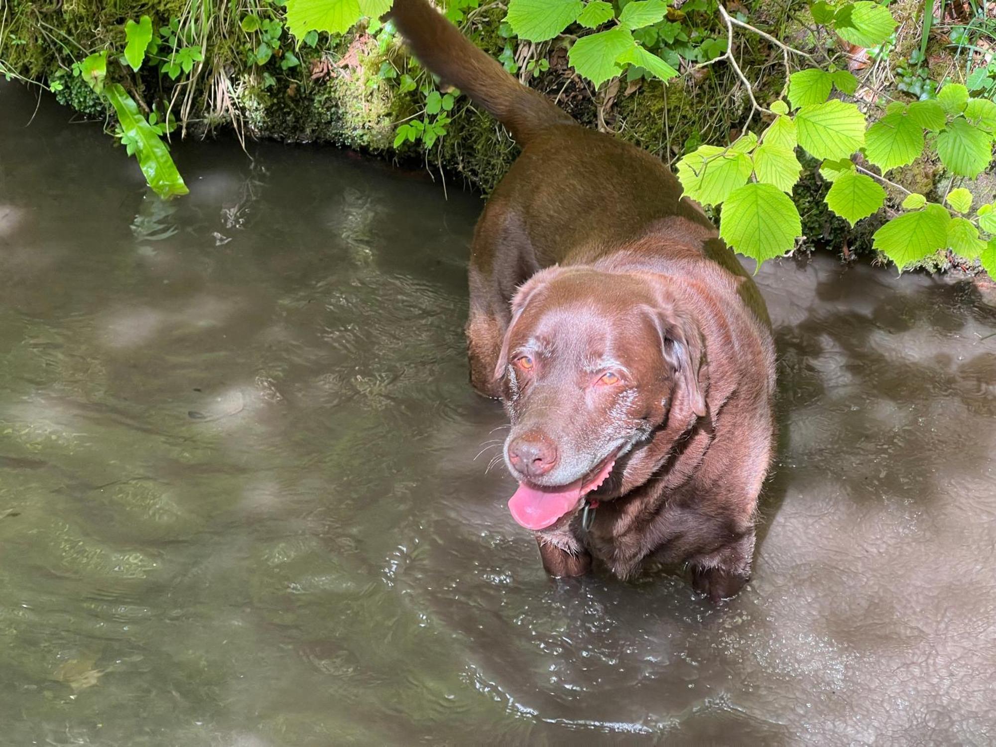 Kabin In The Woods Llandybie Ngoại thất bức ảnh