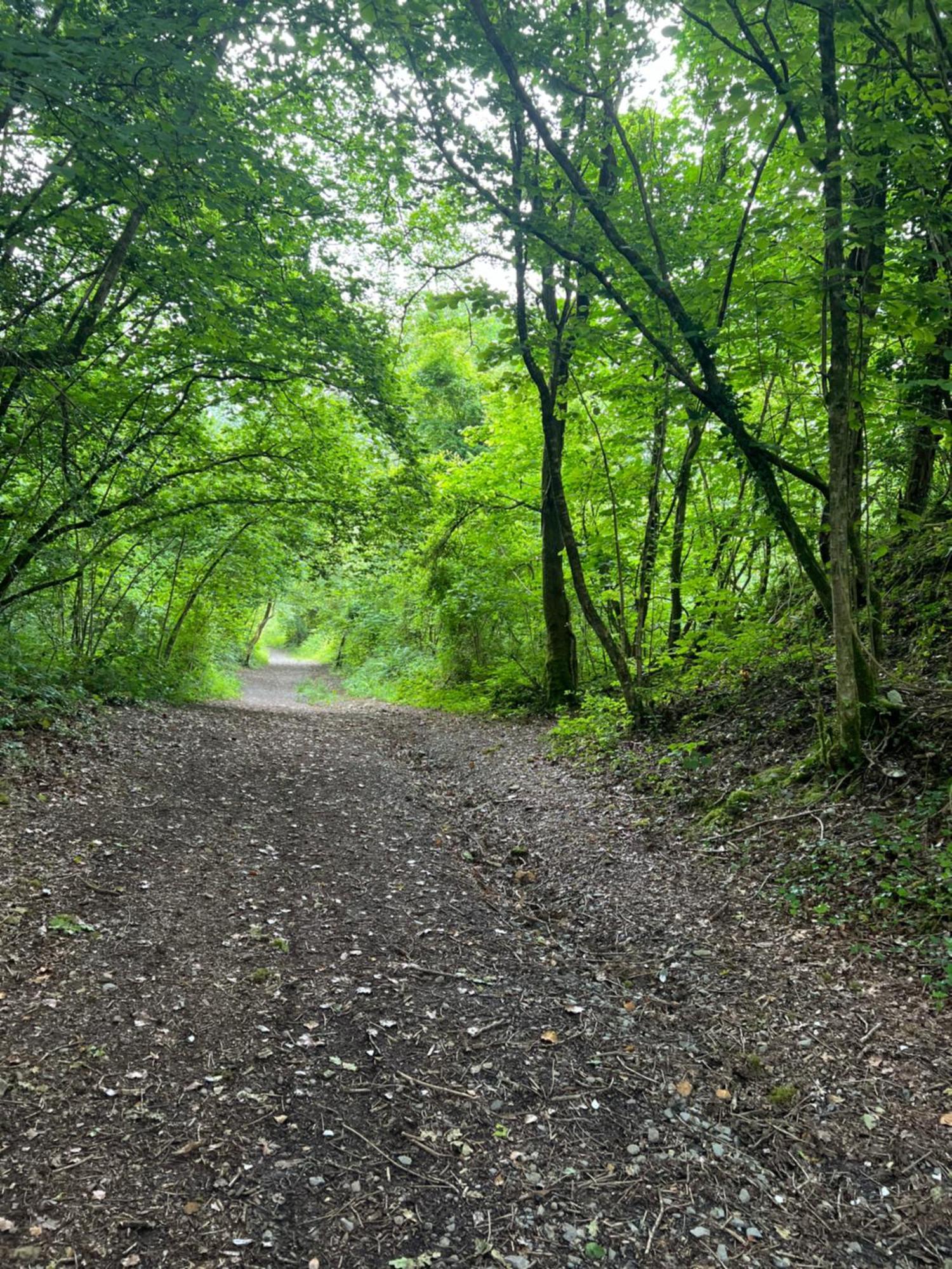 Kabin In The Woods Llandybie Ngoại thất bức ảnh