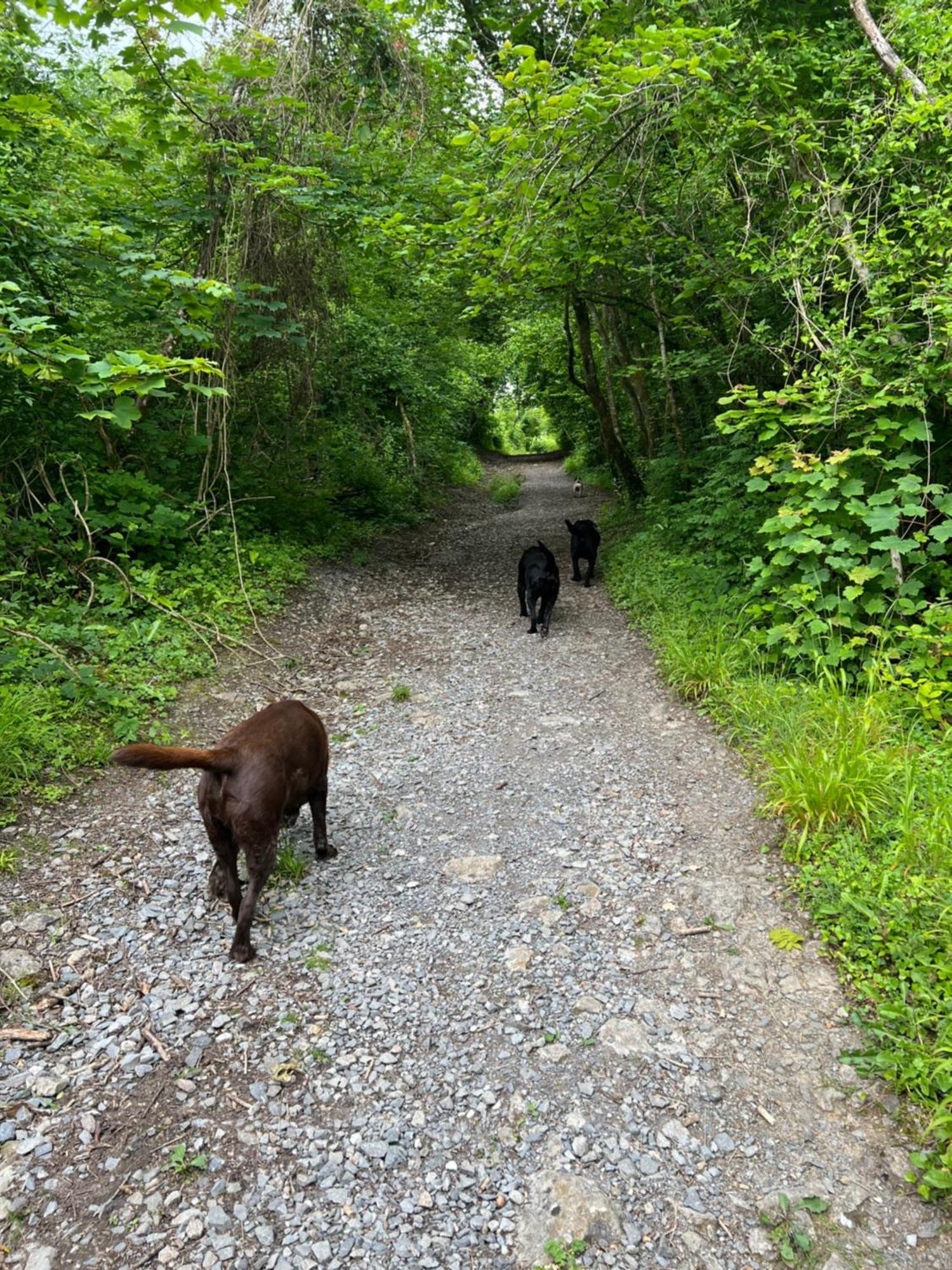 Kabin In The Woods Llandybie Ngoại thất bức ảnh